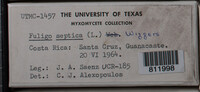 Fuligo septica image